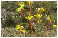 kangaroo paw westways