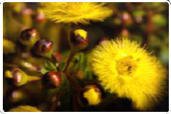 come and spend a day at Westways Wildflower Tours