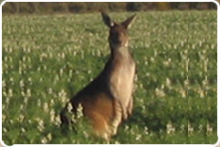 westways wildflowers is in moora only one hour from perth